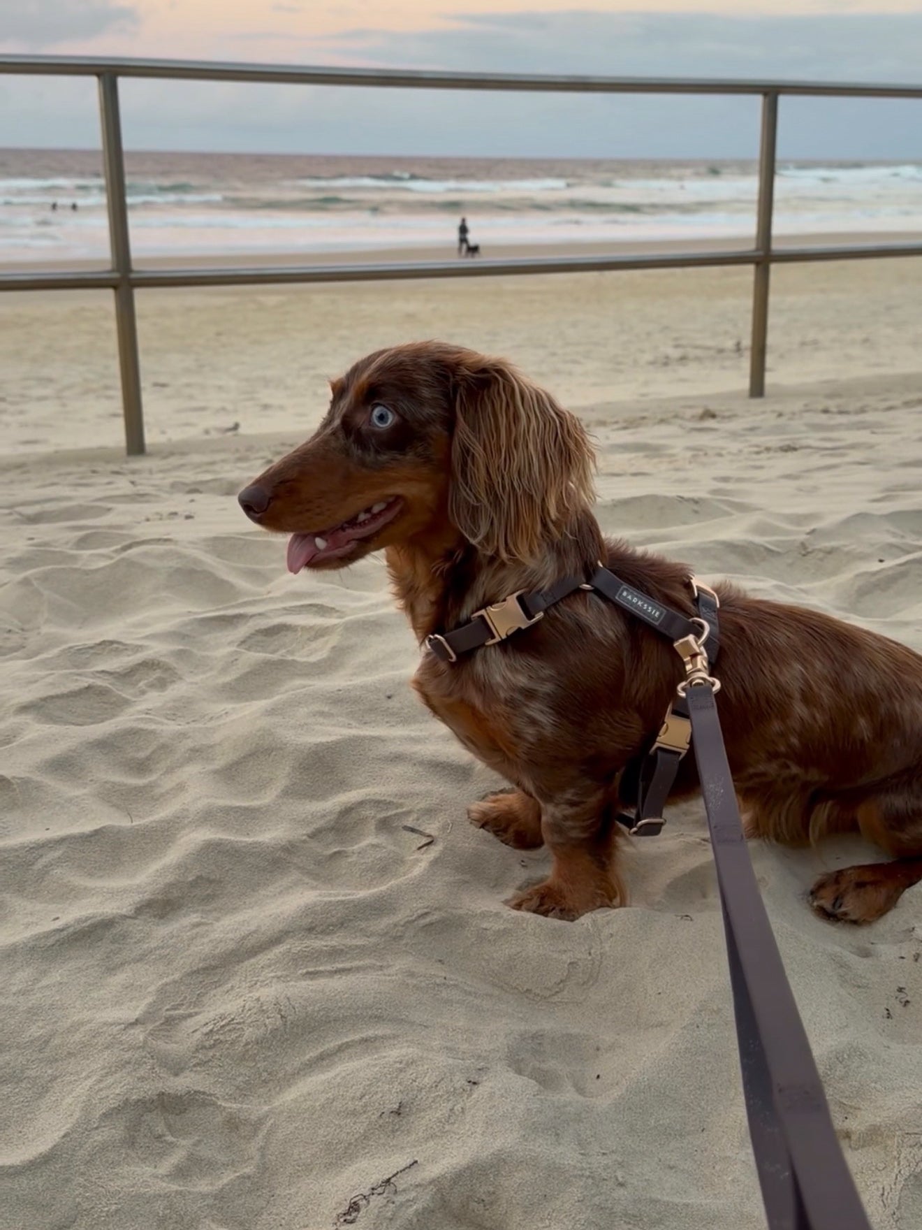 Waterproof Harness Walking Set