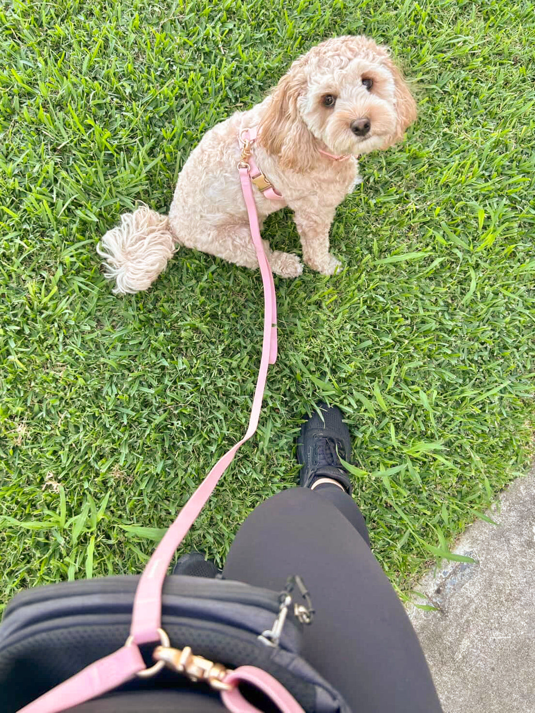 Waterproof Harness Walking Set