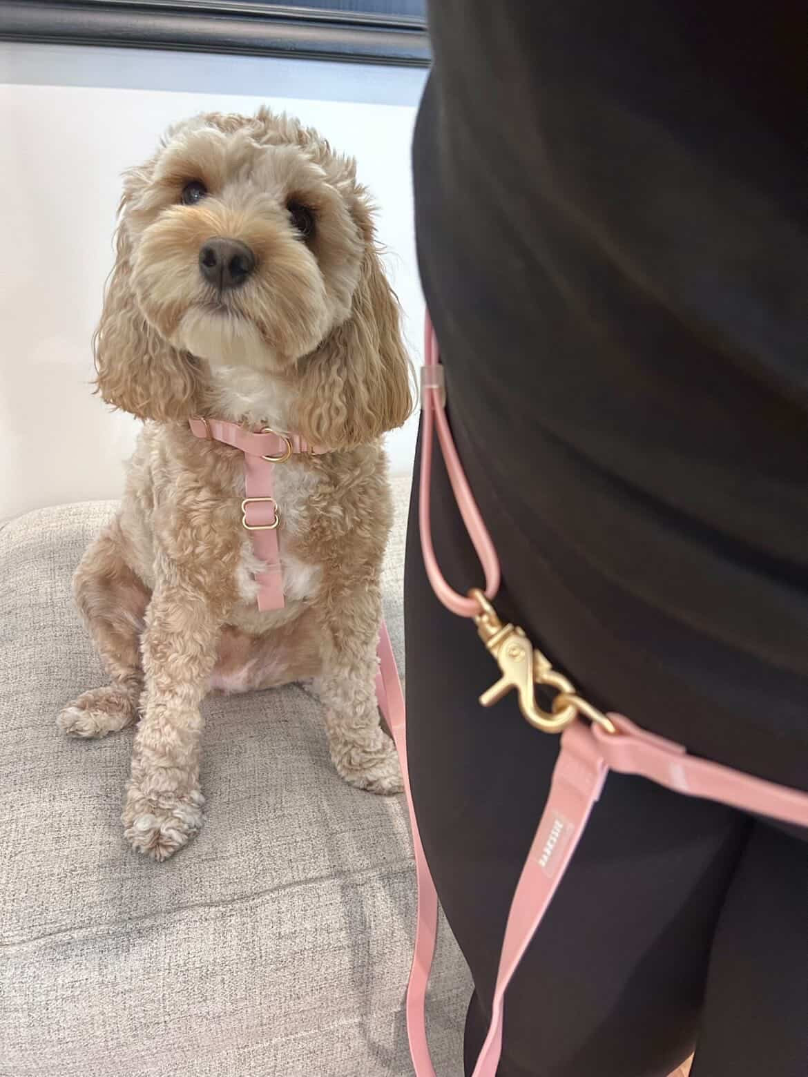 Everyday Hands-Free Lead - Blush