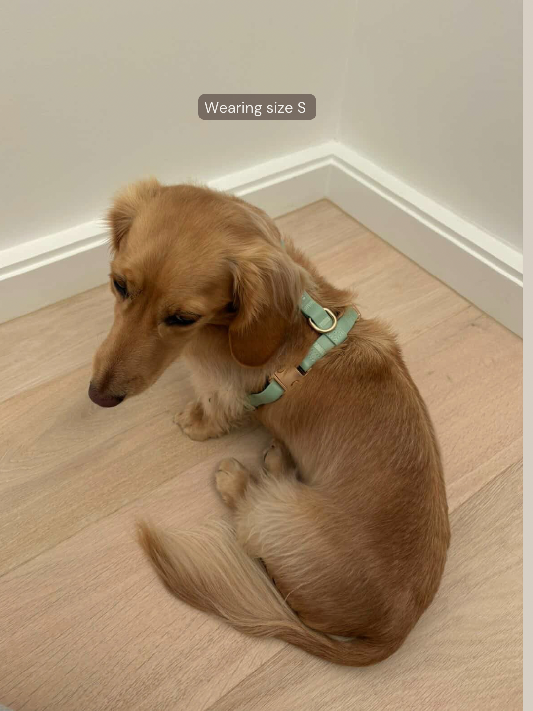 Easy-On Dog Harness - Matcha