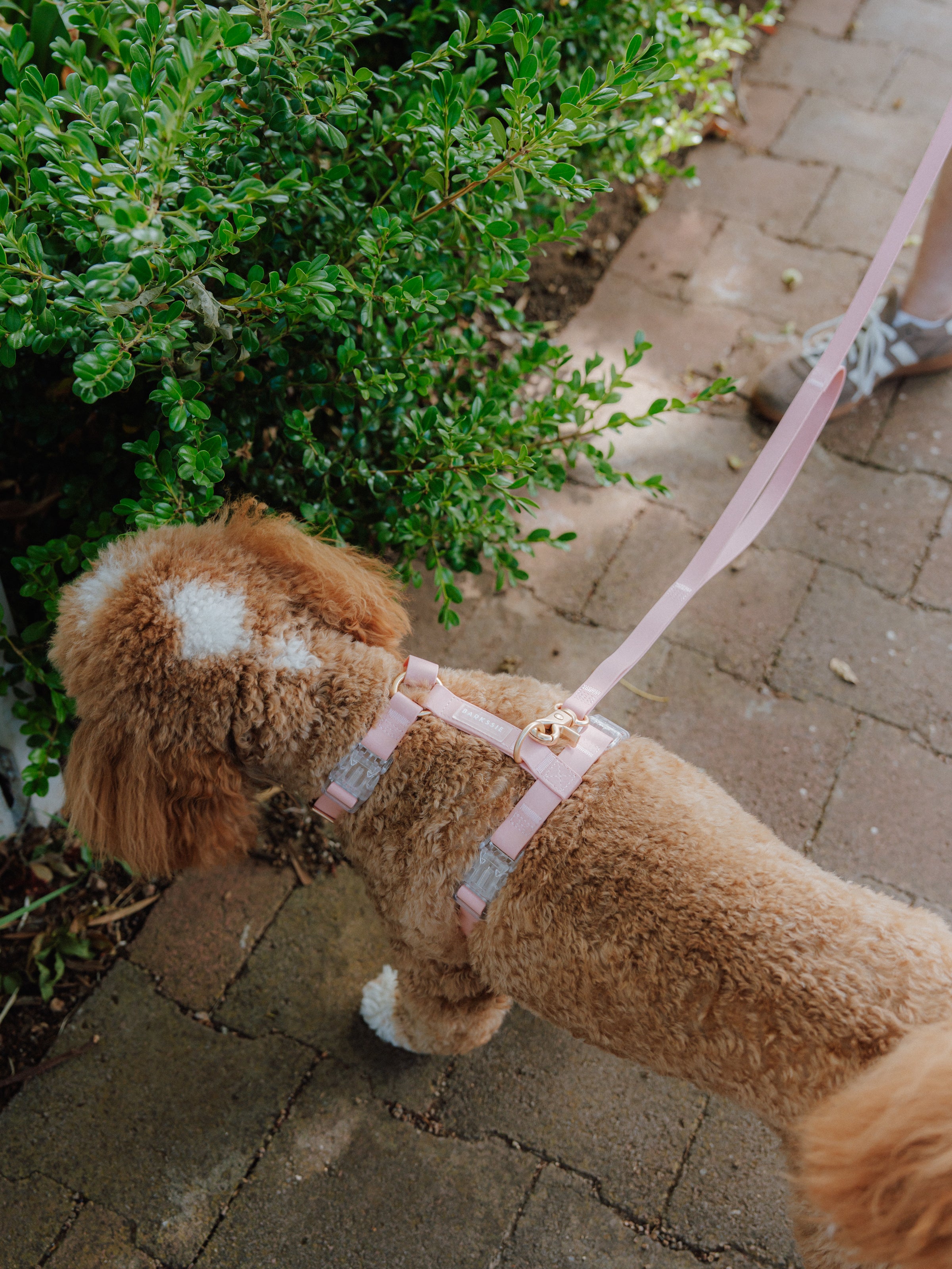 Easy-On Dog Harness - Blush