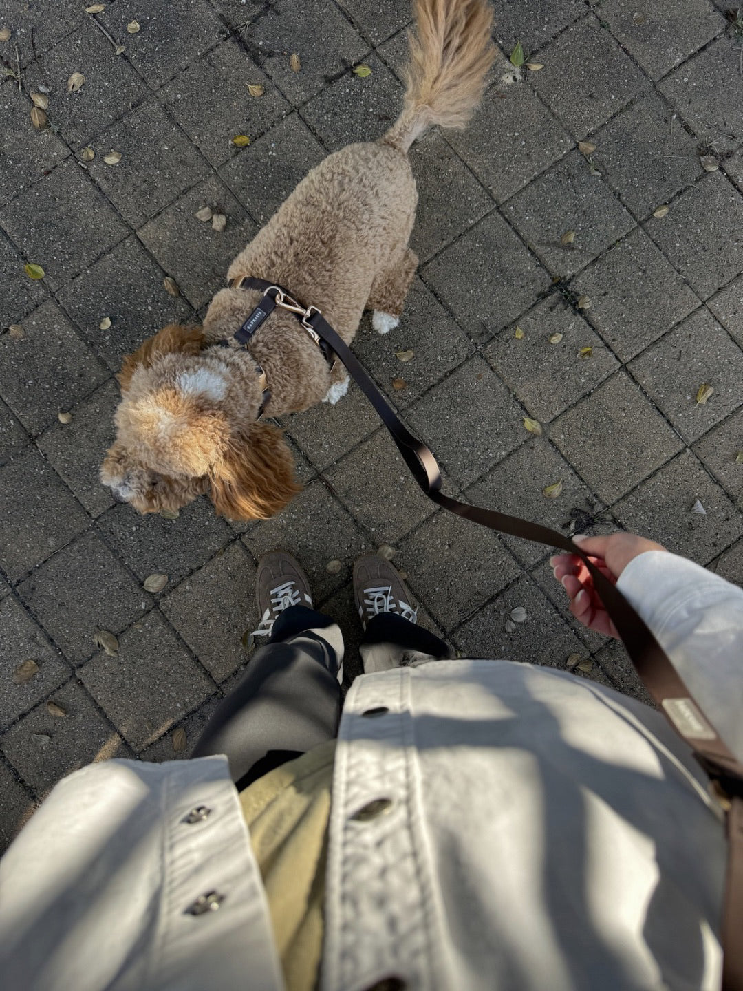Everyday Hands-Free Lead - Coffee