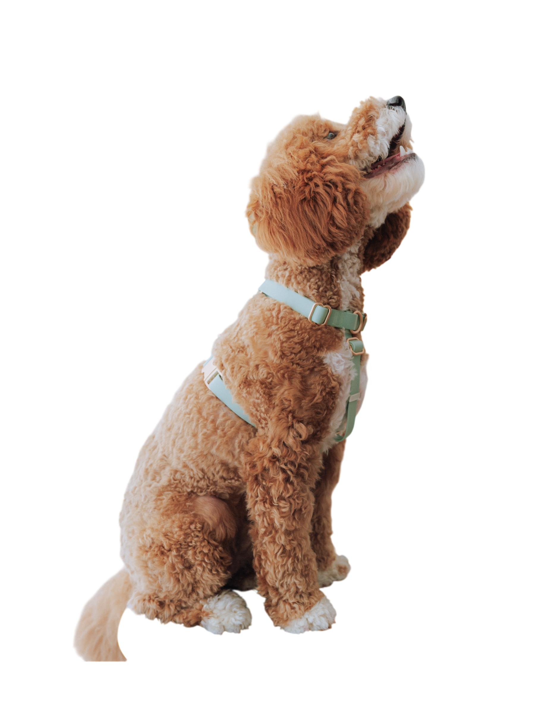 Easy-On Dog Harness - Matcha