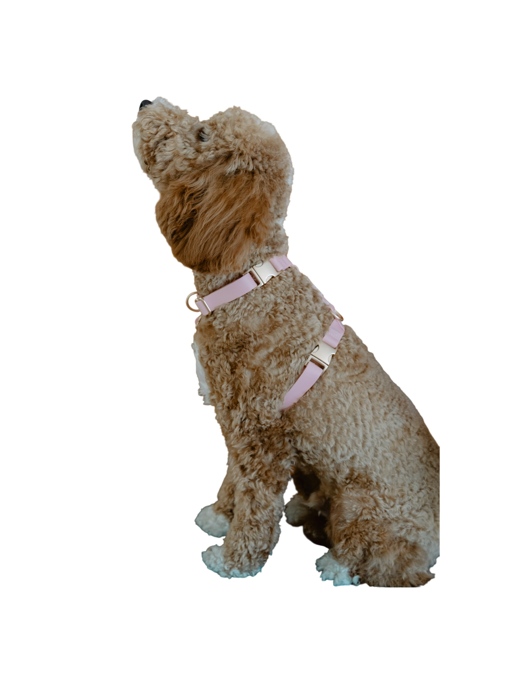 Easy-On Dog Harness - Blush