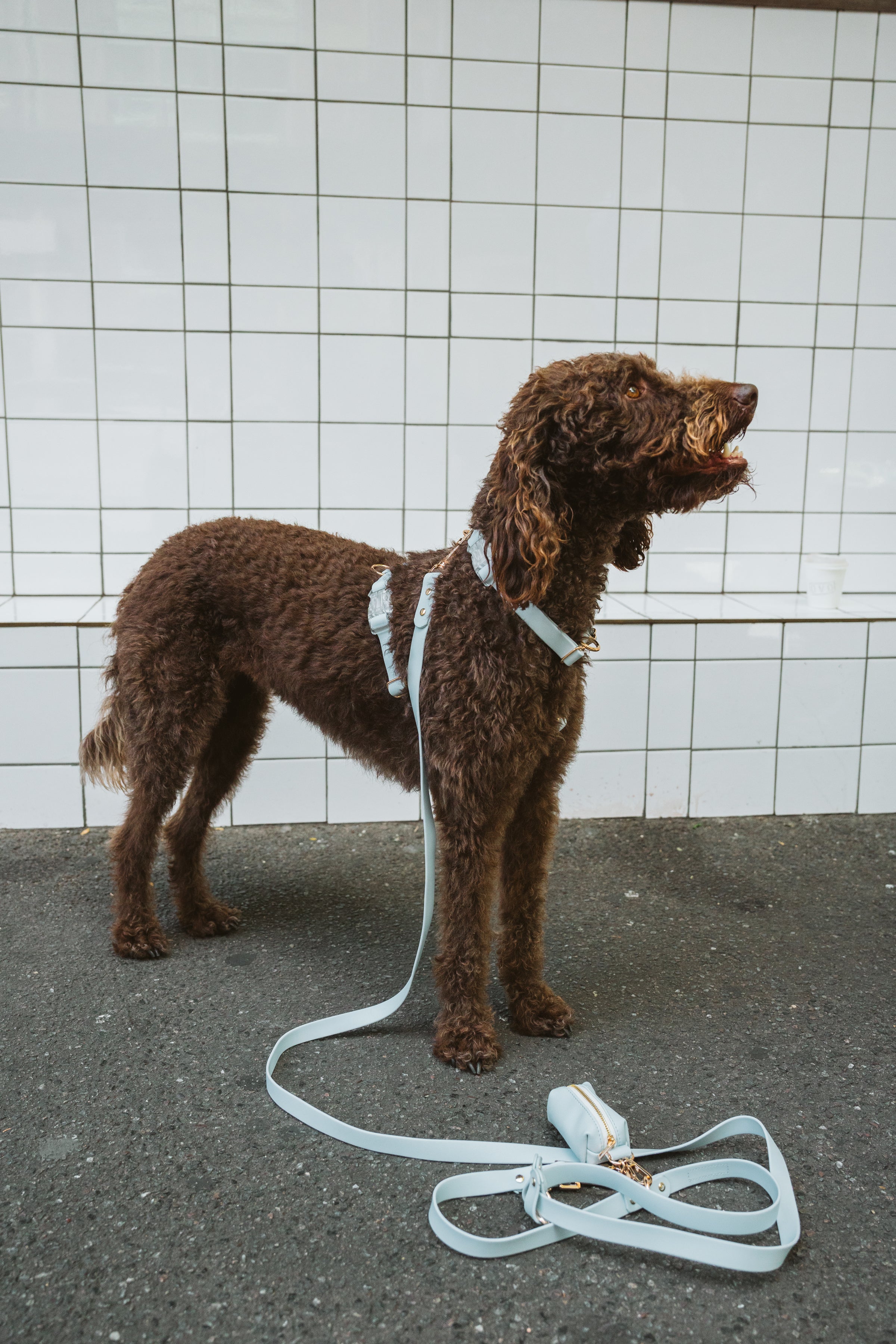 Hands-Free Lead – Skyline Blue