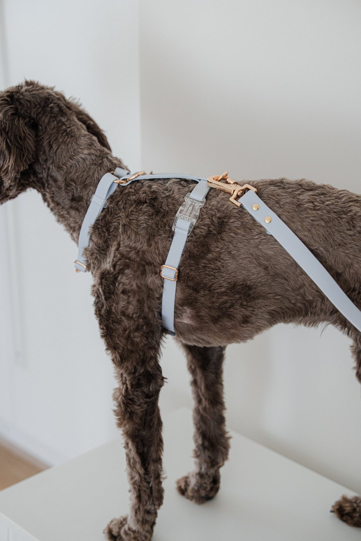 Why Barkssie's H-shaped Harness Is Better for Your Dog's Joints － Vet-Recommended Design