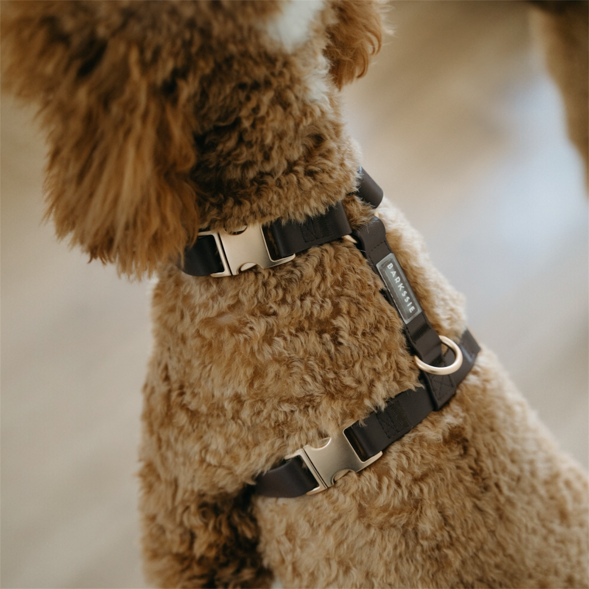 How Should a Dog Harness Fit? A Simple Fit Guide for Everyday Walks