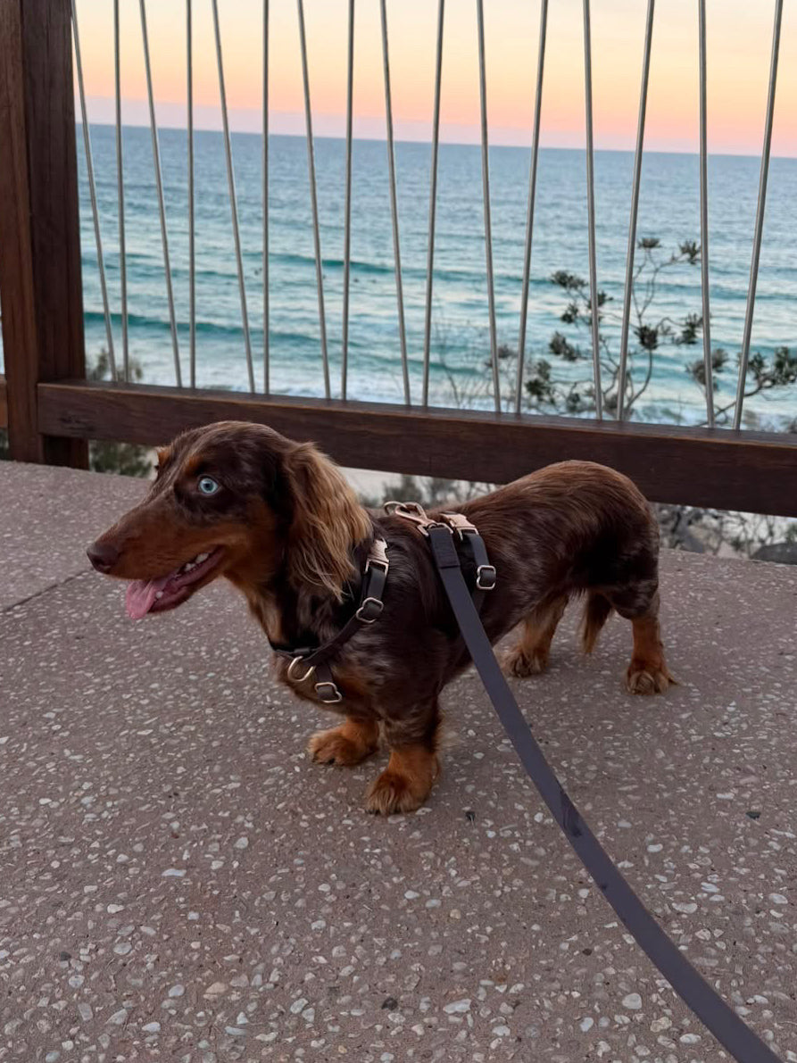 Waterproof Harness Walking Set