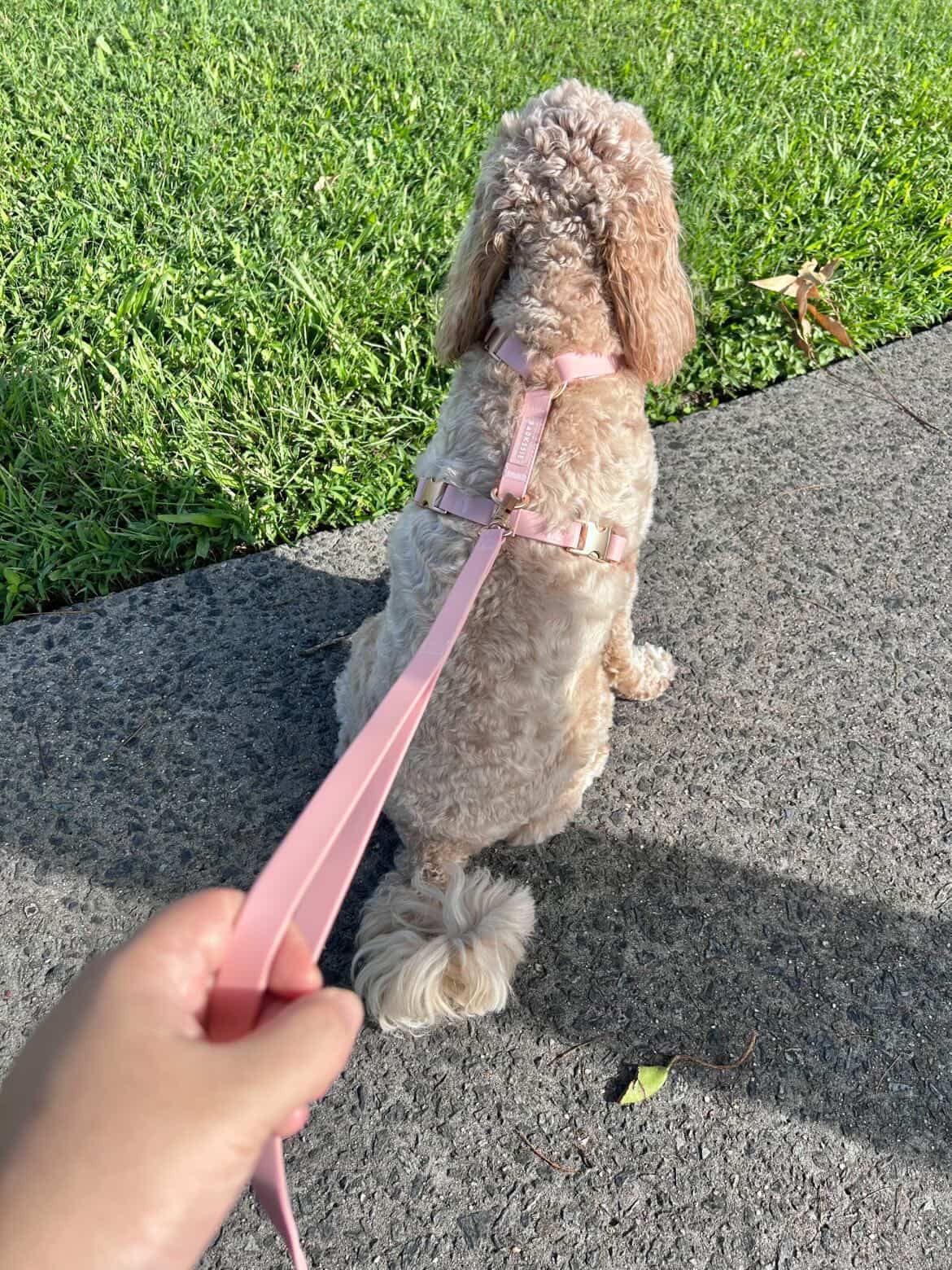 Everyday Hands-Free Lead - Blush
