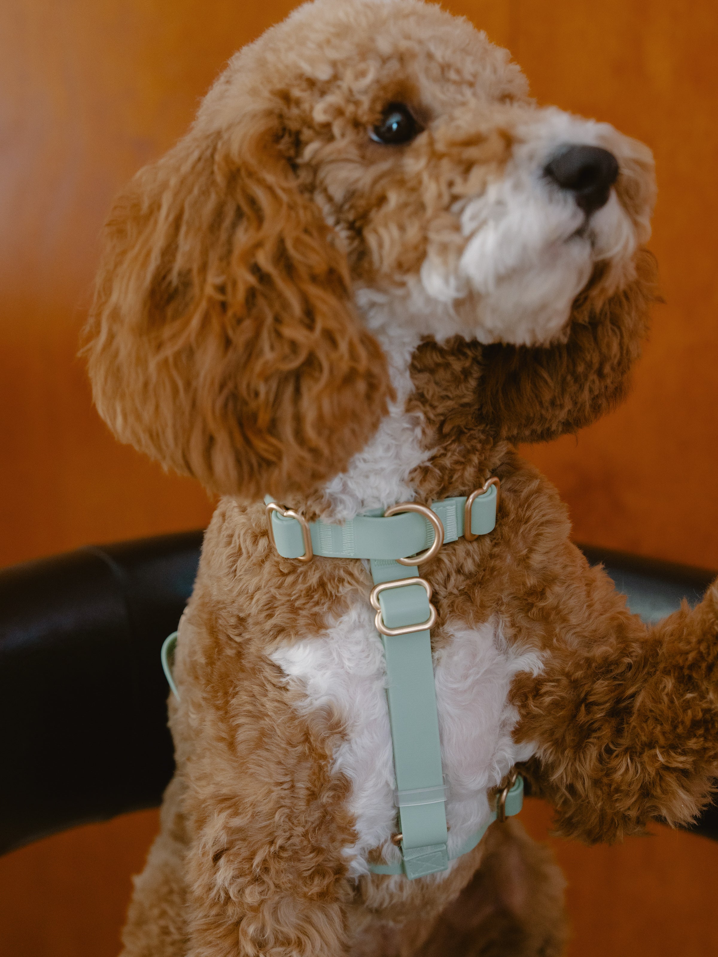 Easy-On Dog Harness - Matcha