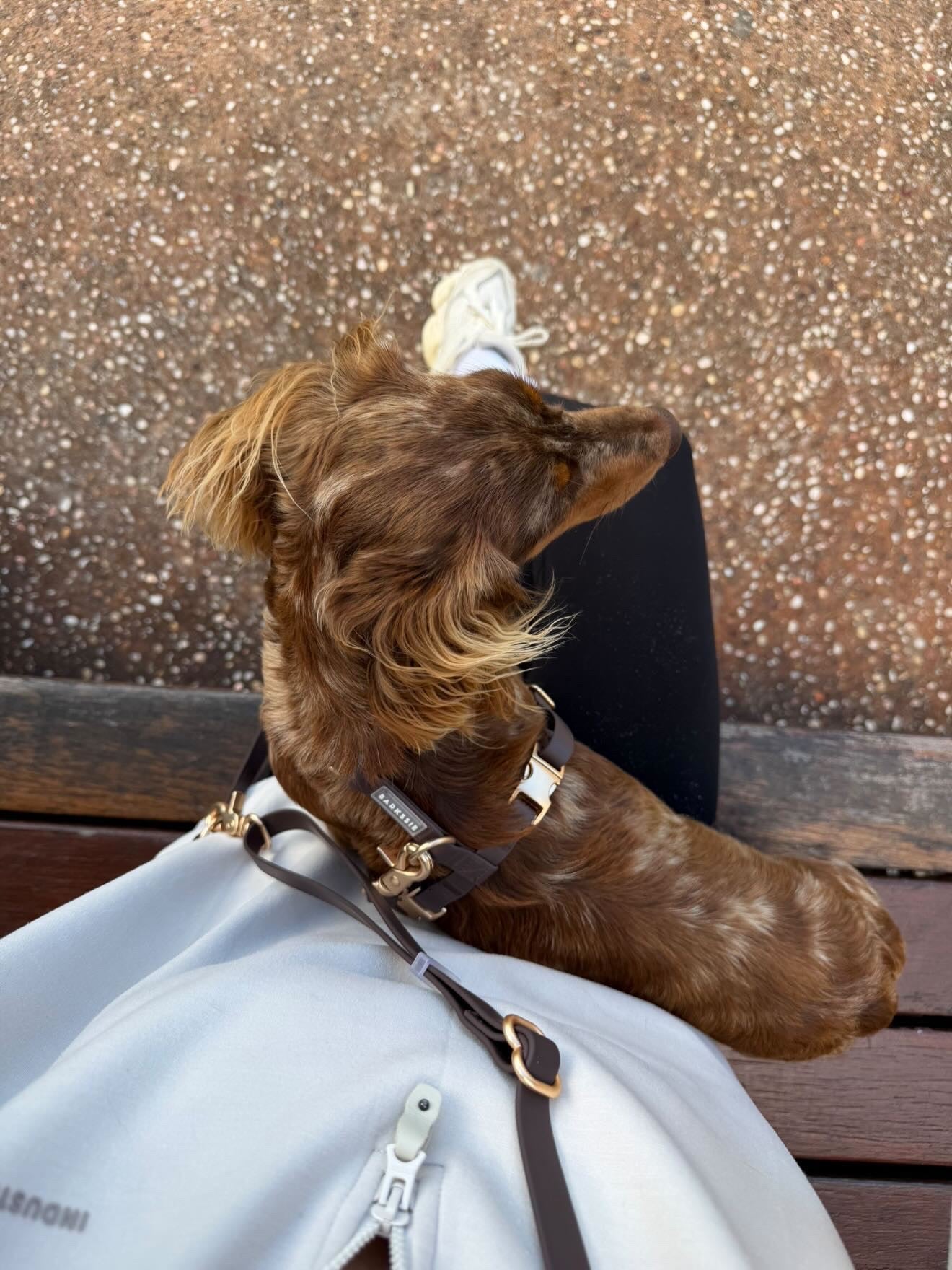 Easy-On Dog Harness - Coffee