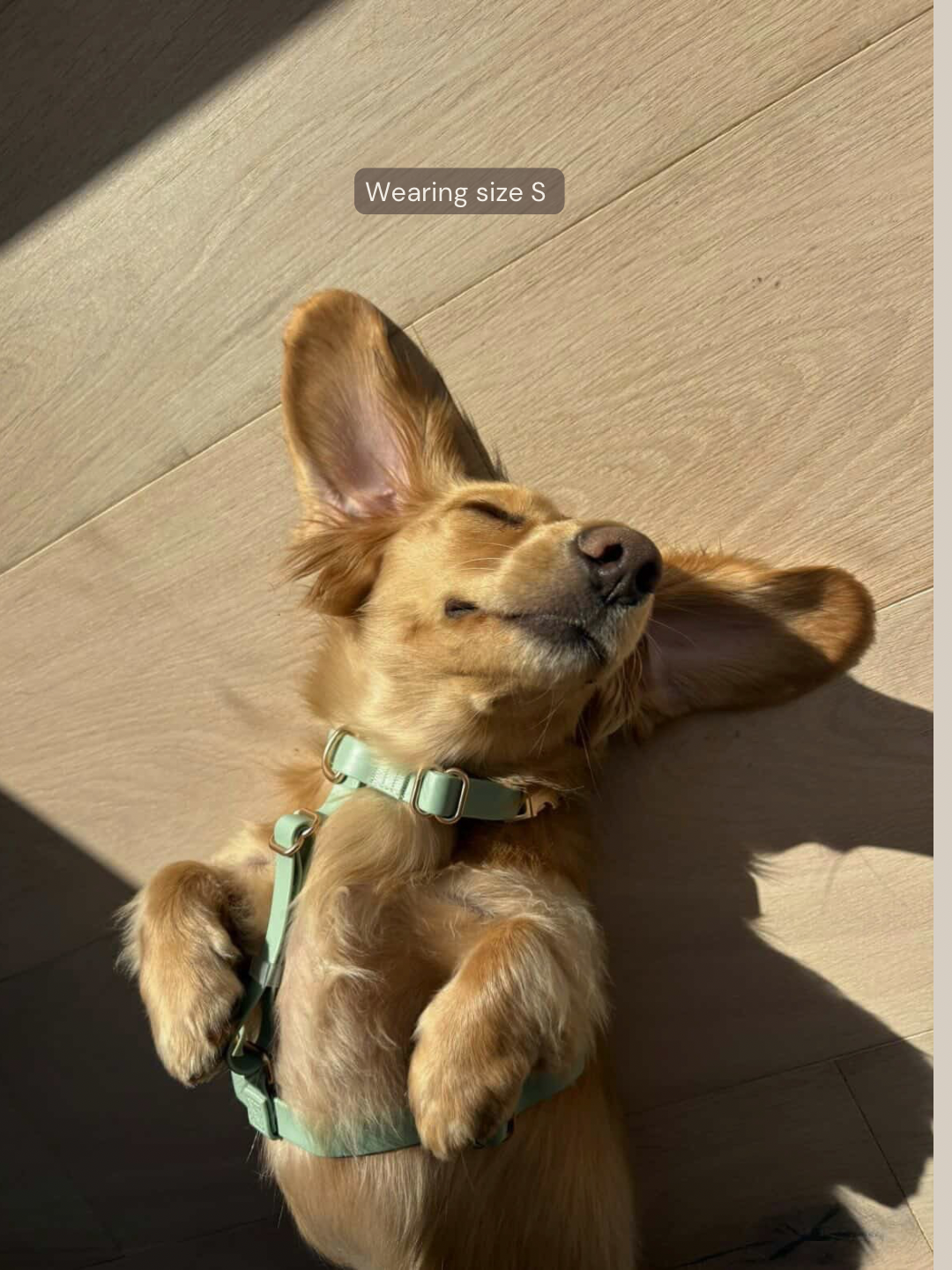 Easy-On Dog Harness - Matcha