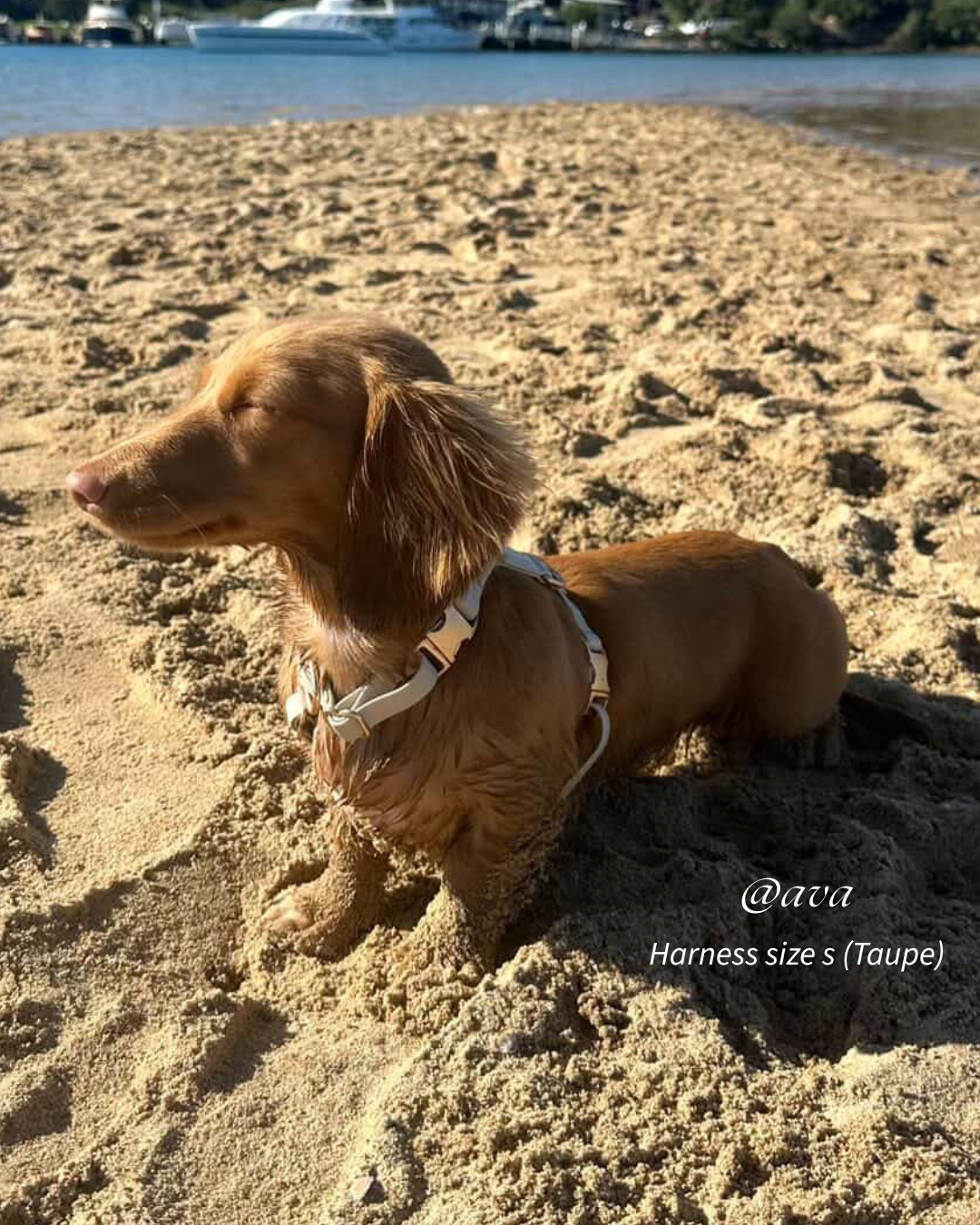 Easy-On Dog Harness - Taupe