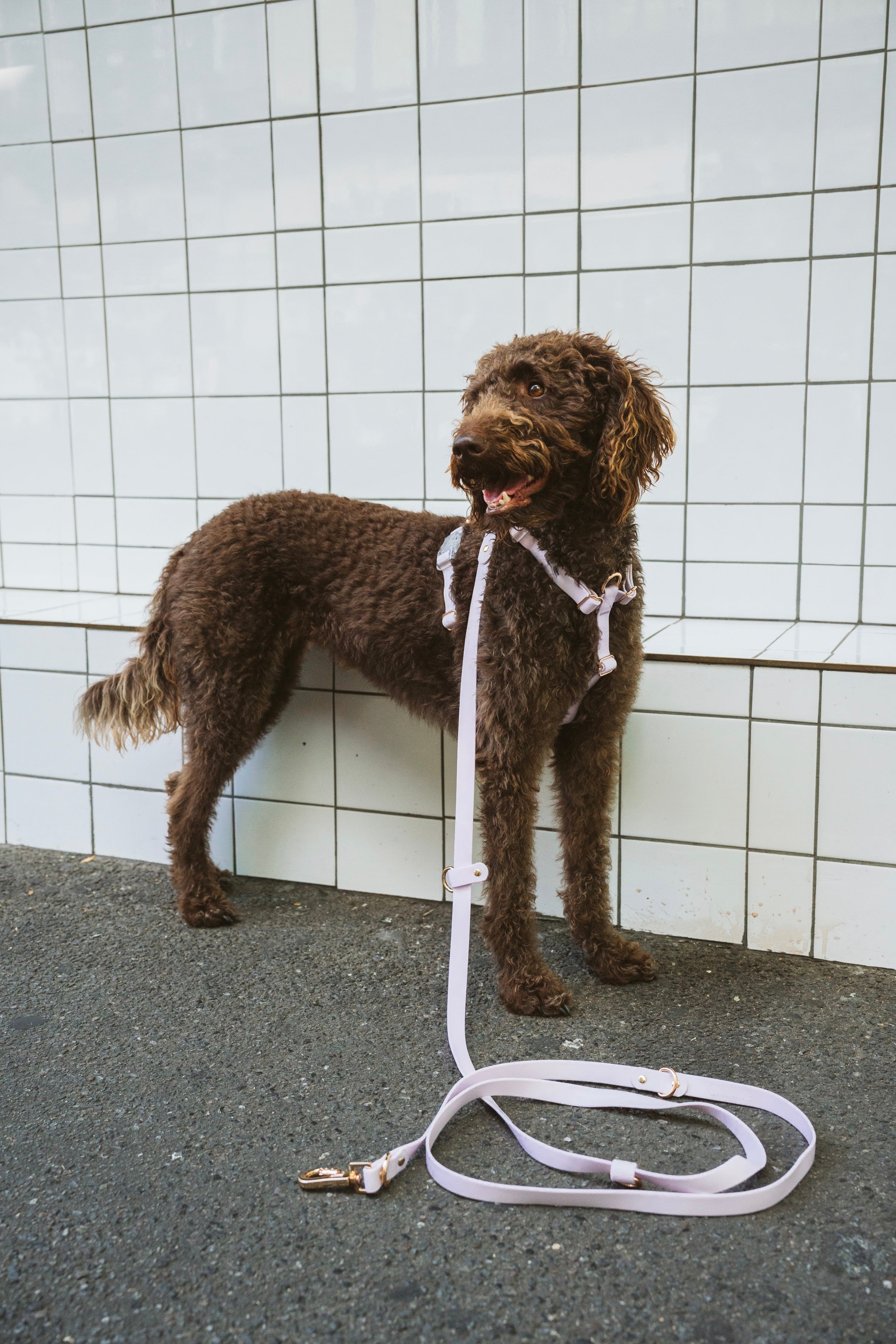 Hands-Free Lead – Soft Lilac
