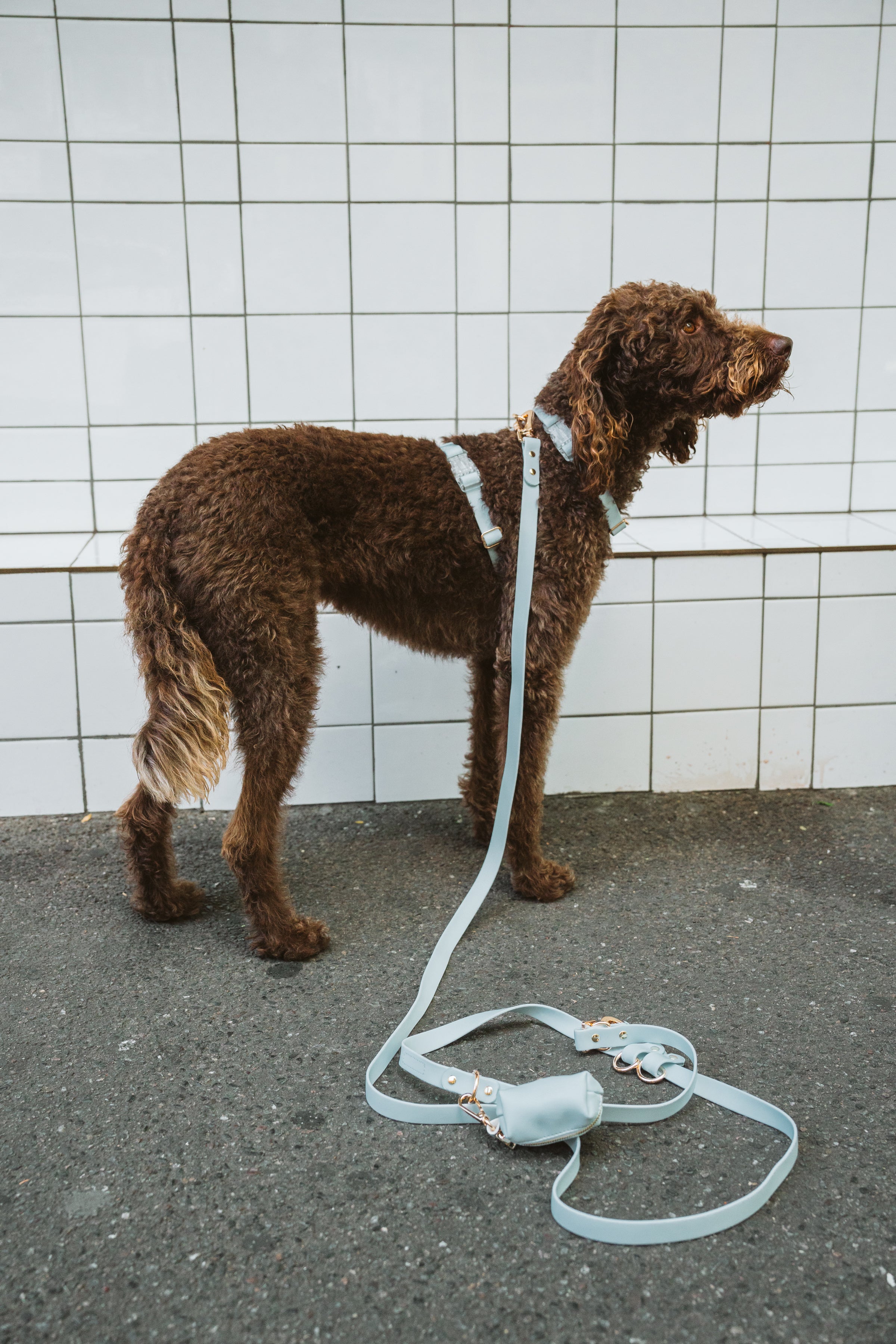 Hands-Free Lead – Skyline Blue